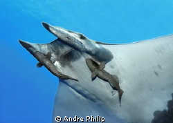 Mobula ray with two remoras around his mouth. I´m sure, t... by Andre Philip 